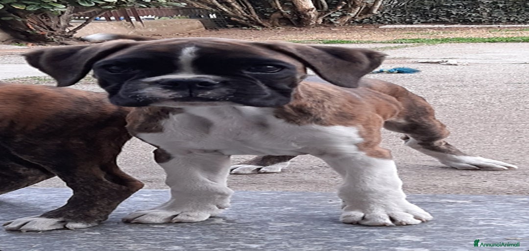 Immagine della galleria {{count}}