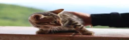 Bengala gatti in vendita: Cuccioli Bengala a Provincia di Cosenza - Annuncio 32