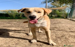 Meticcio cani in regalo: William a Provincia di Treviso - Immagine 5