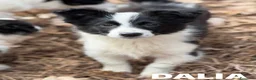 Border Collie cani in regalo: DALIA, mix BORDER COLLIE in miniatura! Dolcissima - Annuncio 5