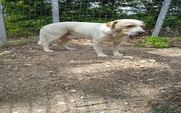 Labrador cani in regalo: OSVALDO  a Provincia di Avellino - Immagine 2