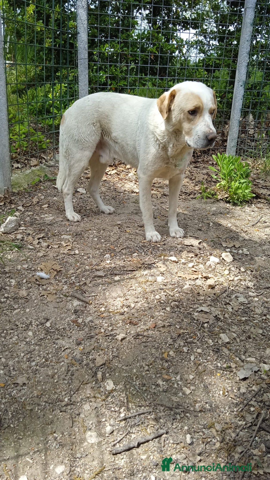 Labrador cani in regalo: OSVALDO  a Provincia di Avellino - Immagine 2