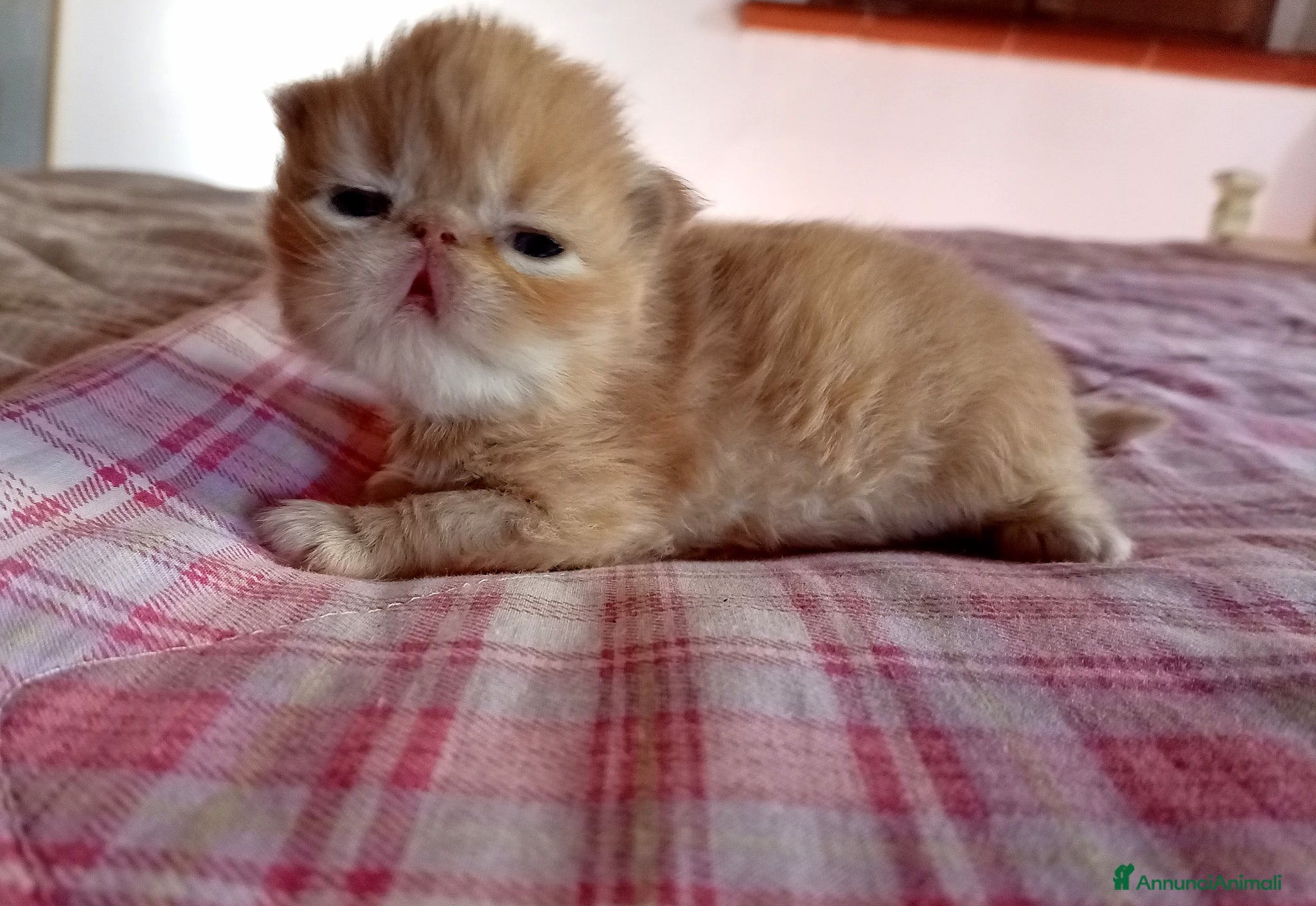 Persiano gatti Gattini persiani - Annuncio 22