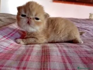 Persiano gatti Gattini persiani - Annuncio 2