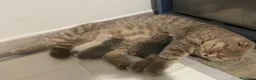 Scottish gatti in vendita: Scottish Cuccioli a Provincia di Rovigo - Annuncio 2