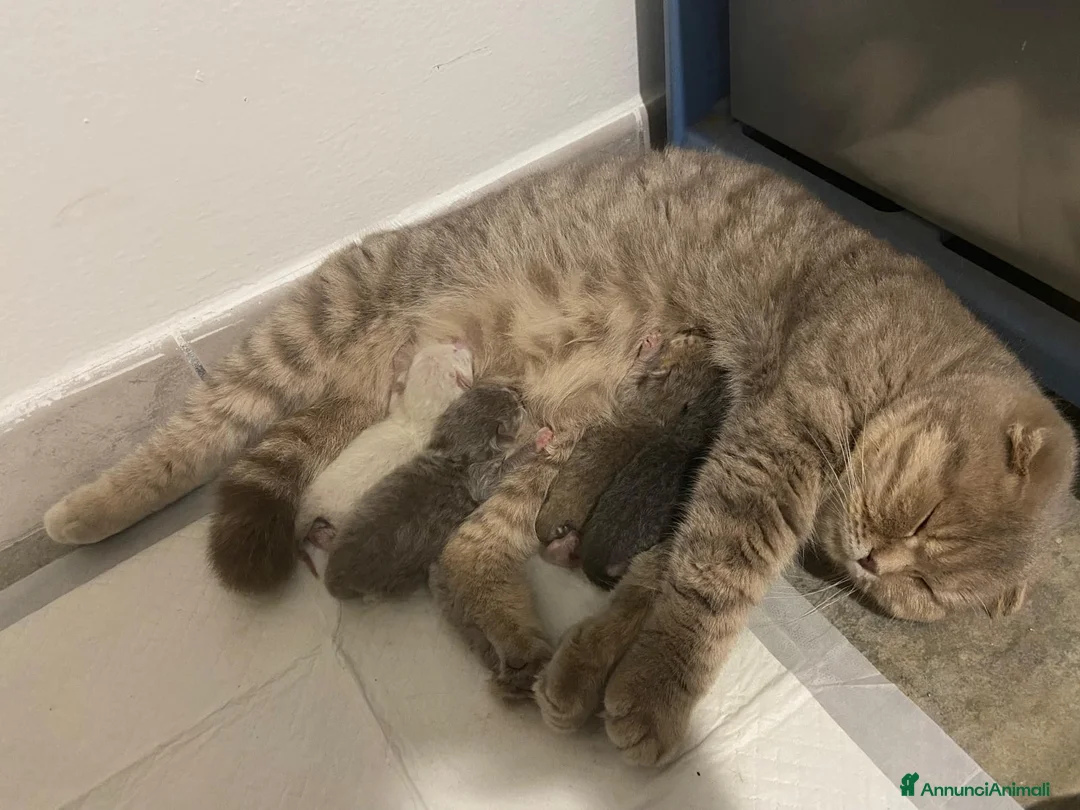 Scottish gatti in vendita: Scottish Cuccioli a Provincia di Rovigo - Annuncio 2