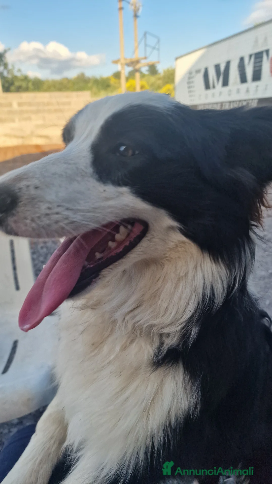 Border Collie cani in vendita: Cuccioli di border collie  - Annuncio 1
