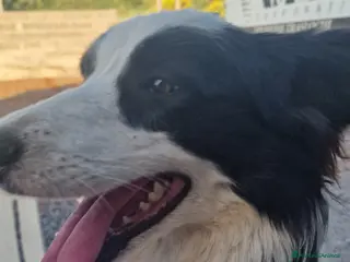 Border Collie cani Cuccioli di border collie - Annuncio 2