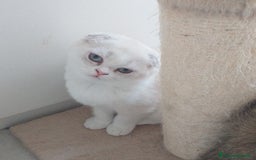 Scottish gatti in vendita: Cucciola Fold  a Bagnacavallo - Immagine 3