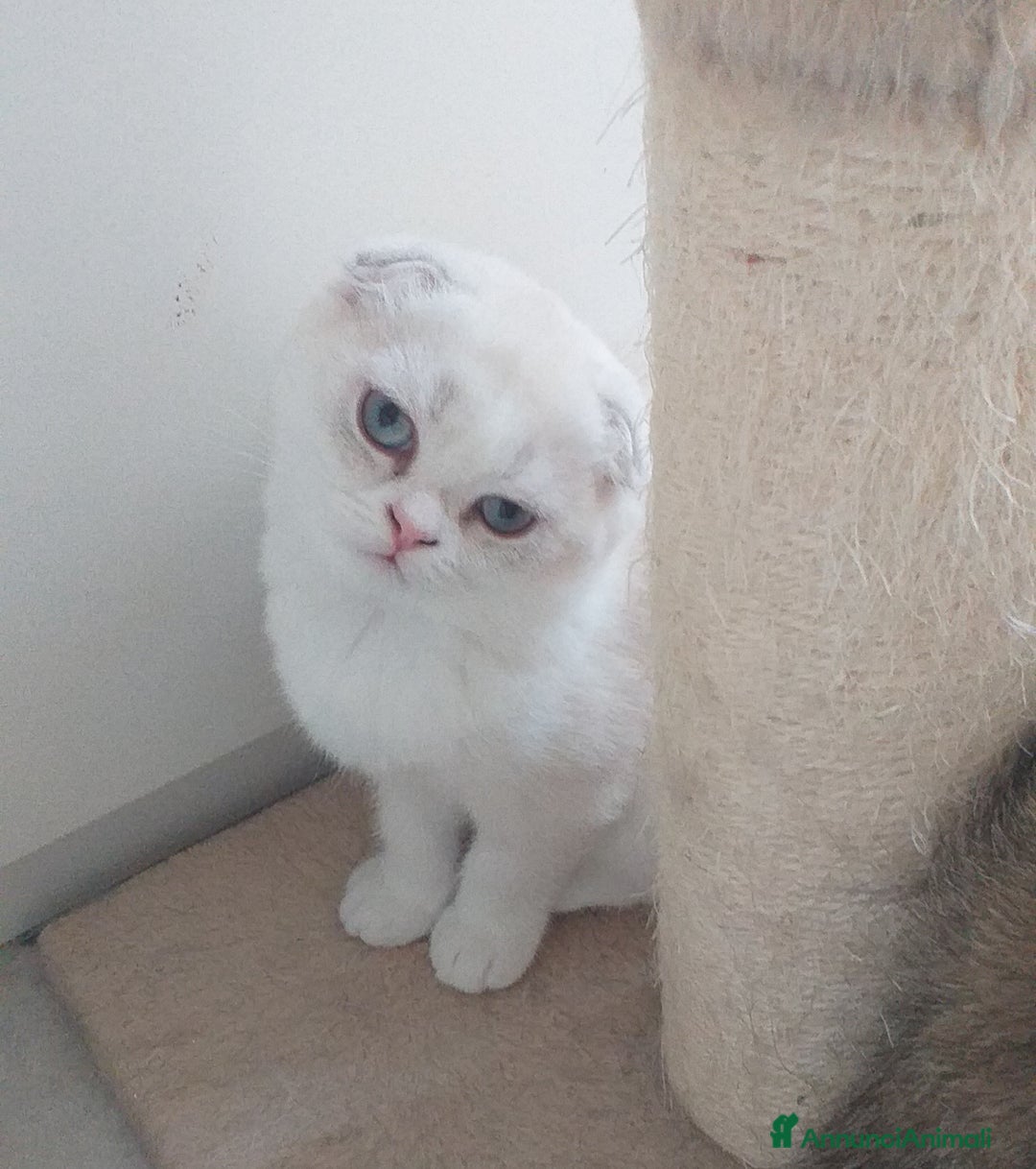 Scottish gatti in vendita: Cucciola Fold  a Bagnacavallo - Immagine 3