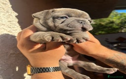 Bulldog Francese cani in vendita: Bulldog francese  a Città metropolitana di Palermo - Immagine 10