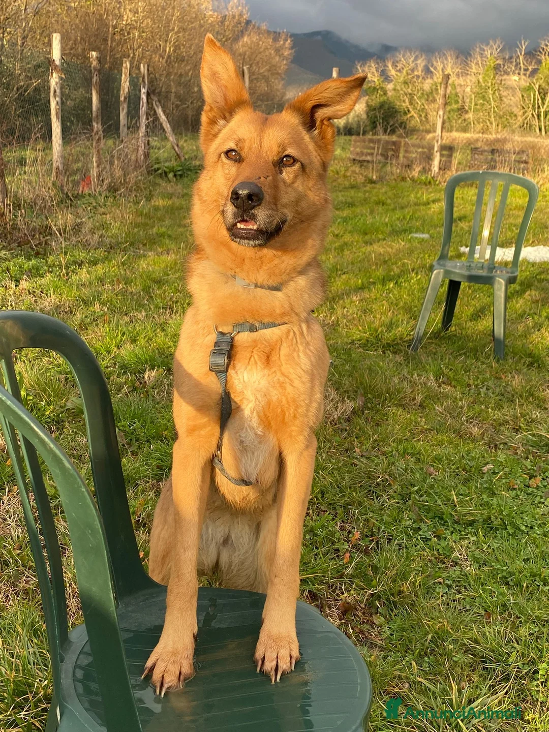 Meticcio cani in regalo: Mya cerca casa - Annuncio 4