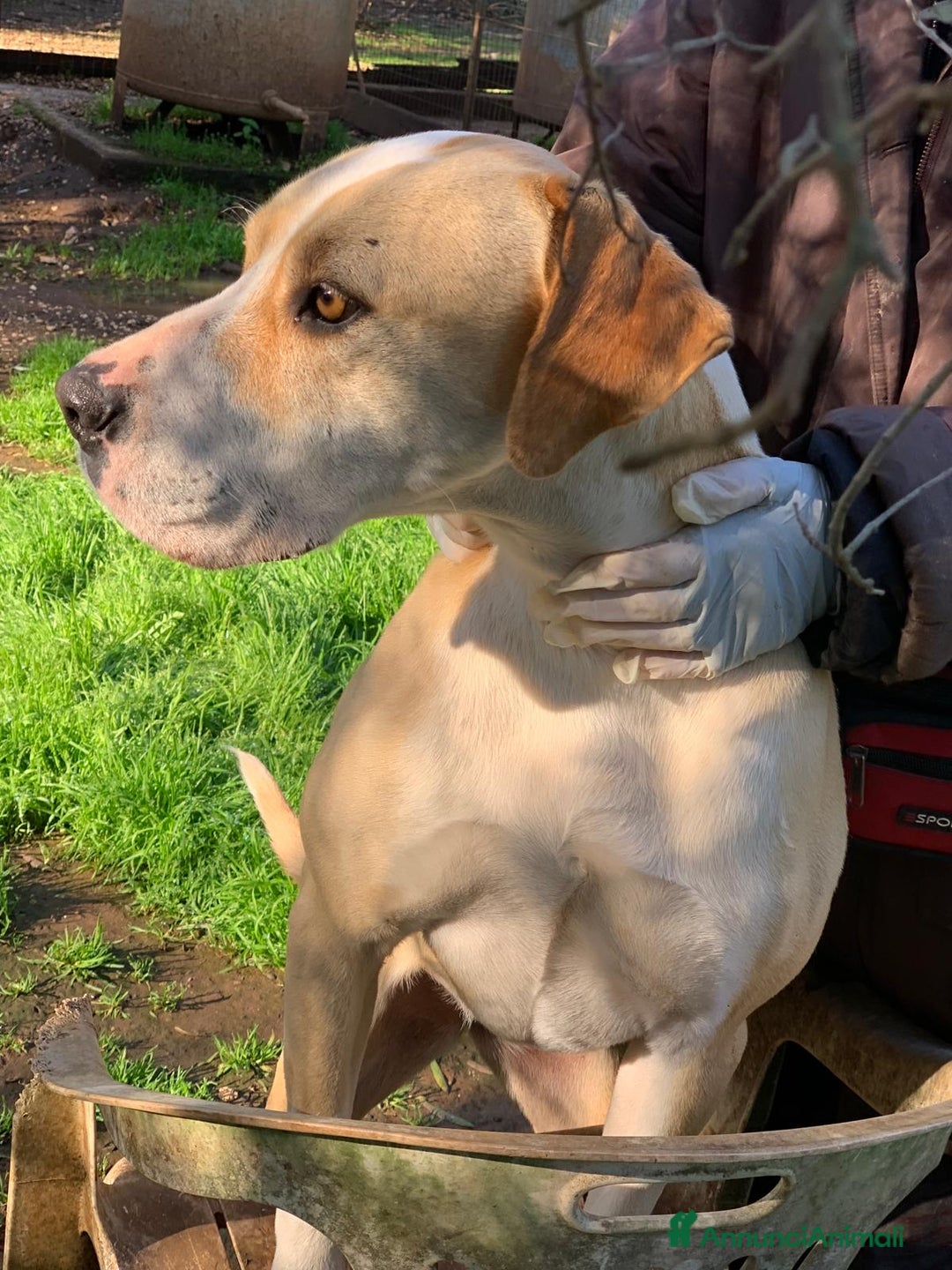 Meticcio cani in regalo: Rosy bella equilibrata dolce socievole  - Annuncio 3