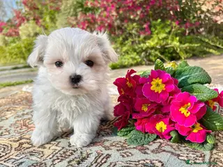 Maltese cani MERAVIGLIOSI "PICCOLI" MALTESI a Provincia di Padova - Annuncio 29