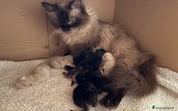 Siberiano gatti in vendita: Gattini siberiani ipoallergenici - Annuncio 13