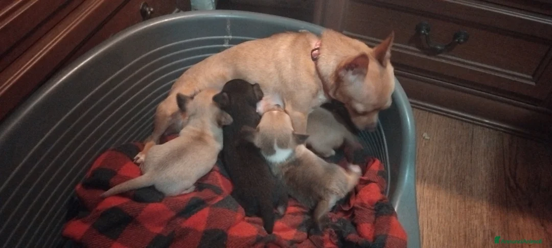 Chihuahua cani in vendita: Cuccioli di Chihuahua - Annuncio 2