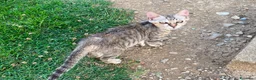 Meticcio gatti in regalo: GATTI ADULTI E GATTINI PICCOLI a Provincia di Piacenza - Annuncio 9