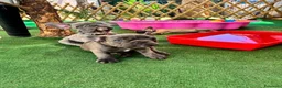 Bulldog Francese cani in vendita: Cuccioli di bulldog francese - Annuncio 7