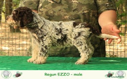 Lagotto cani in vendita: Lagotto romagnolo - cuccilo 4 a Provincia di Ravenna - Immagine 3