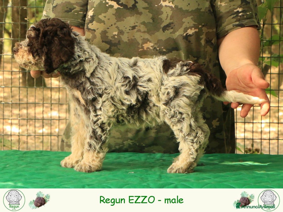 Lagotto cani in vendita: Lagotto romagnolo - cuccilo 4 a Provincia di Ravenna - Immagine 3