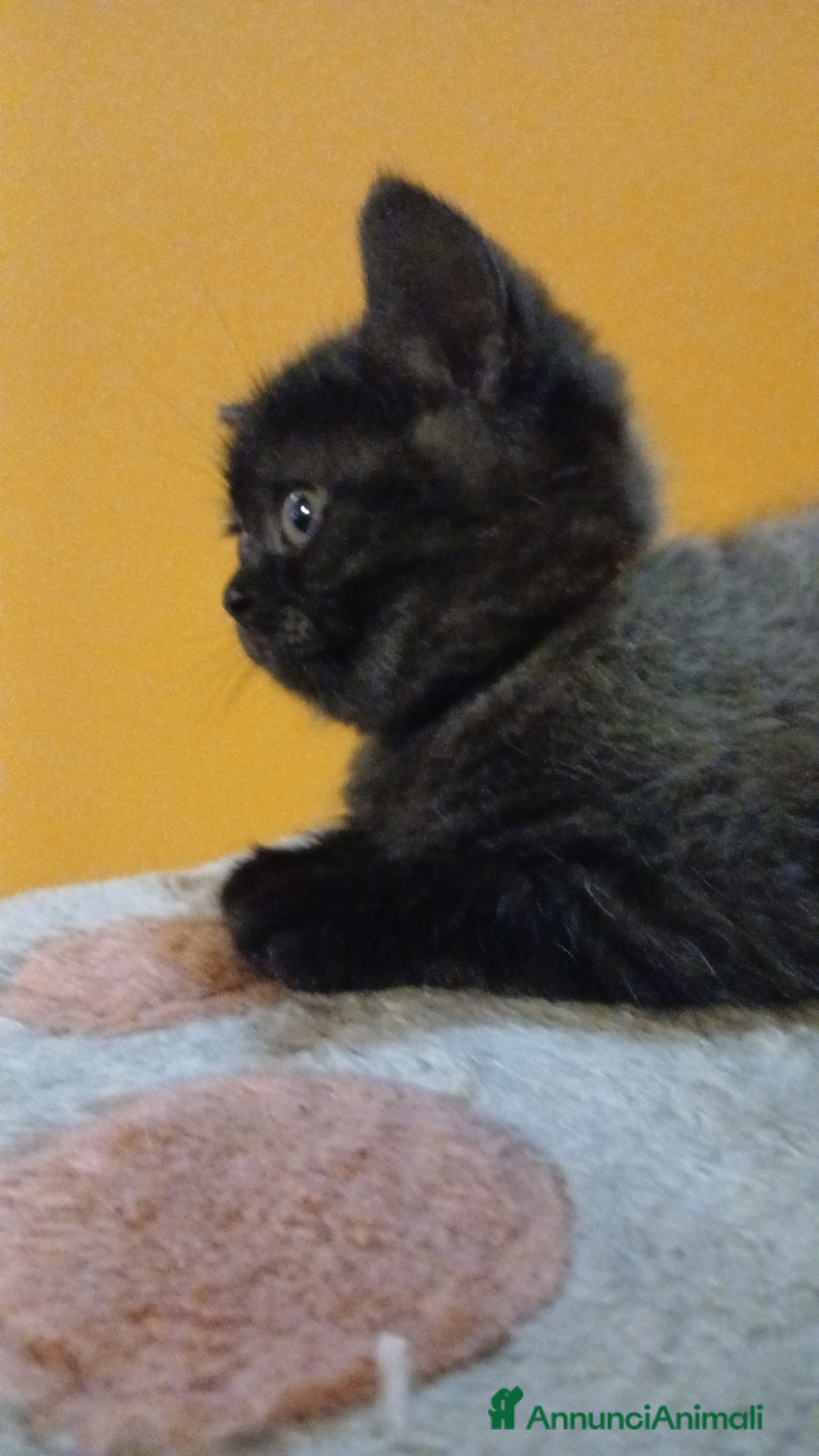 Scottish gatti in vendita: Cucciolo scottish straight  - Annuncio 9