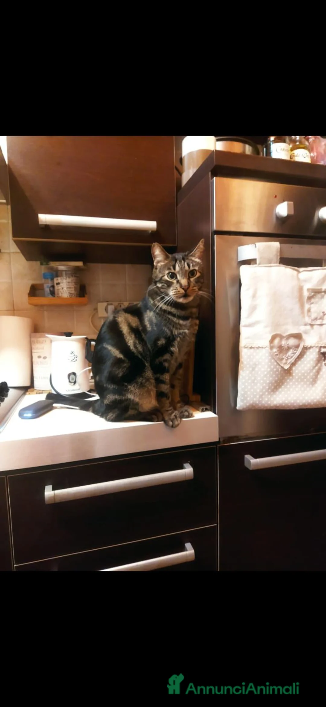 Meticcio gatti in regalo: GATTI ANZIANI - Annuncio 2