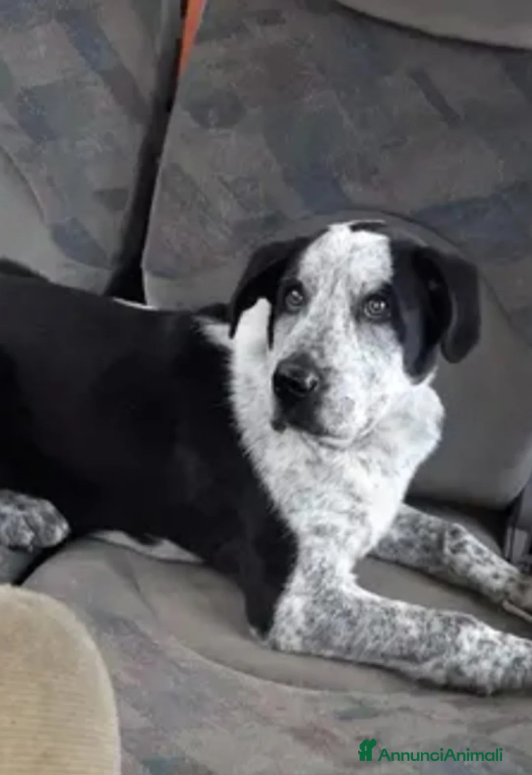 Meticcio cani in regalo: Chris 2anni e 1/2 mollato in montagna ROMA  a Città metropolitana di Milano - Annuncio 1