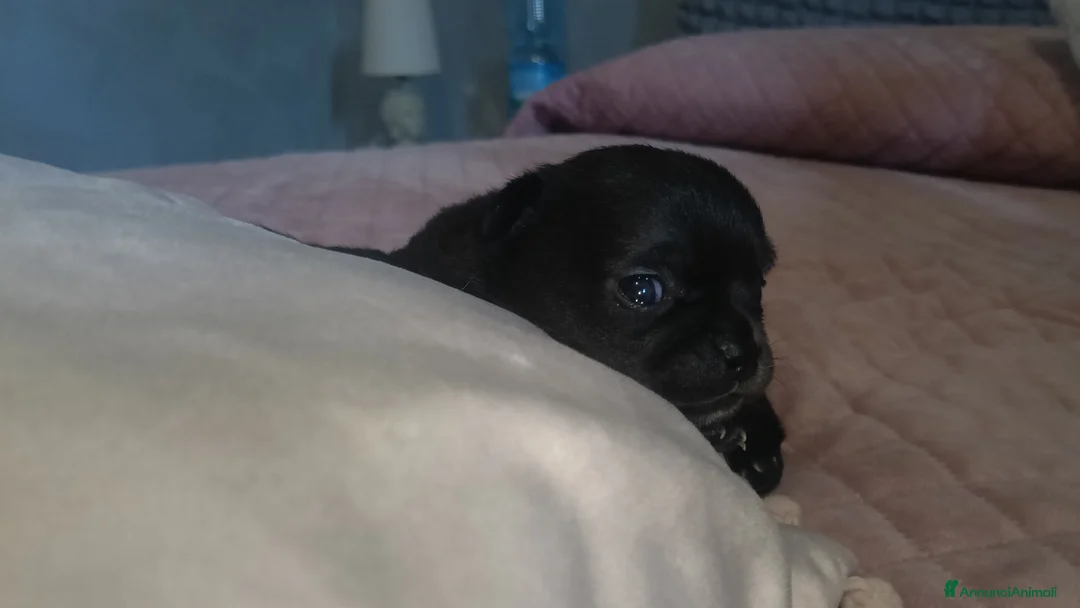 Chihuahua cani in vendita: Chihuahua pedigree  a Libero consorzio comunale di Enna - Annuncio 2