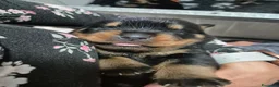 Rottweiler cani in vendita: Cuccioli rottweiler  a Provincia di Perugia - Annuncio 8