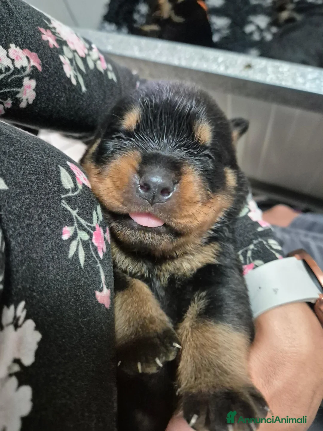 Rottweiler cani in vendita: Cuccioli rottweiler  a Provincia di Perugia - Annuncio 8