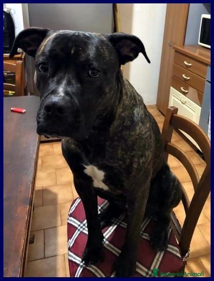 Meticcio cani TYSON buonissimo ed educato - Annuncio 20