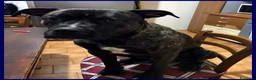 Meticcio cani in regalo: TYSON buonissimo ed educato a Città metropolitana di Milano - Annuncio 1