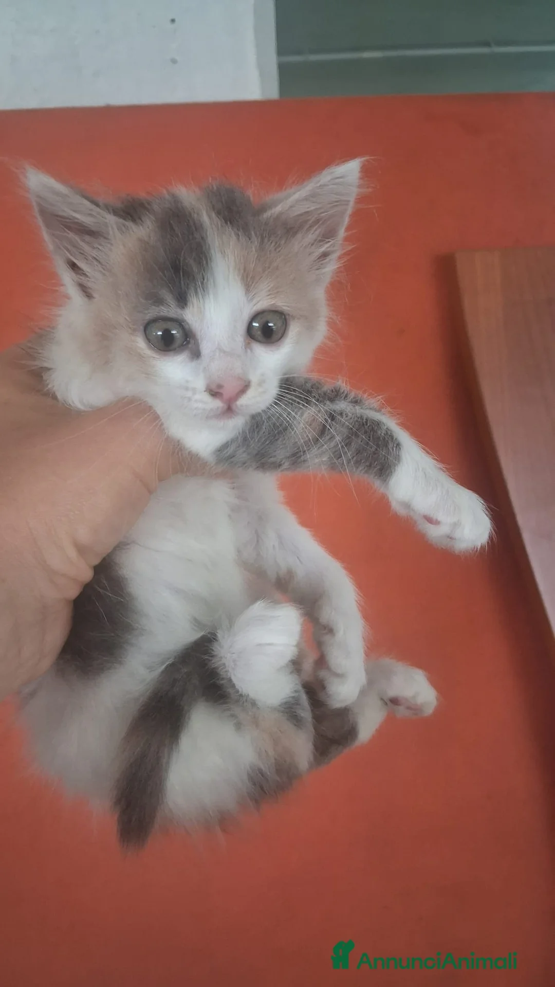 Meticcio gatti in regalo: GATTINE DOLCISSIME a Provincia di Crotone - Annuncio 7
