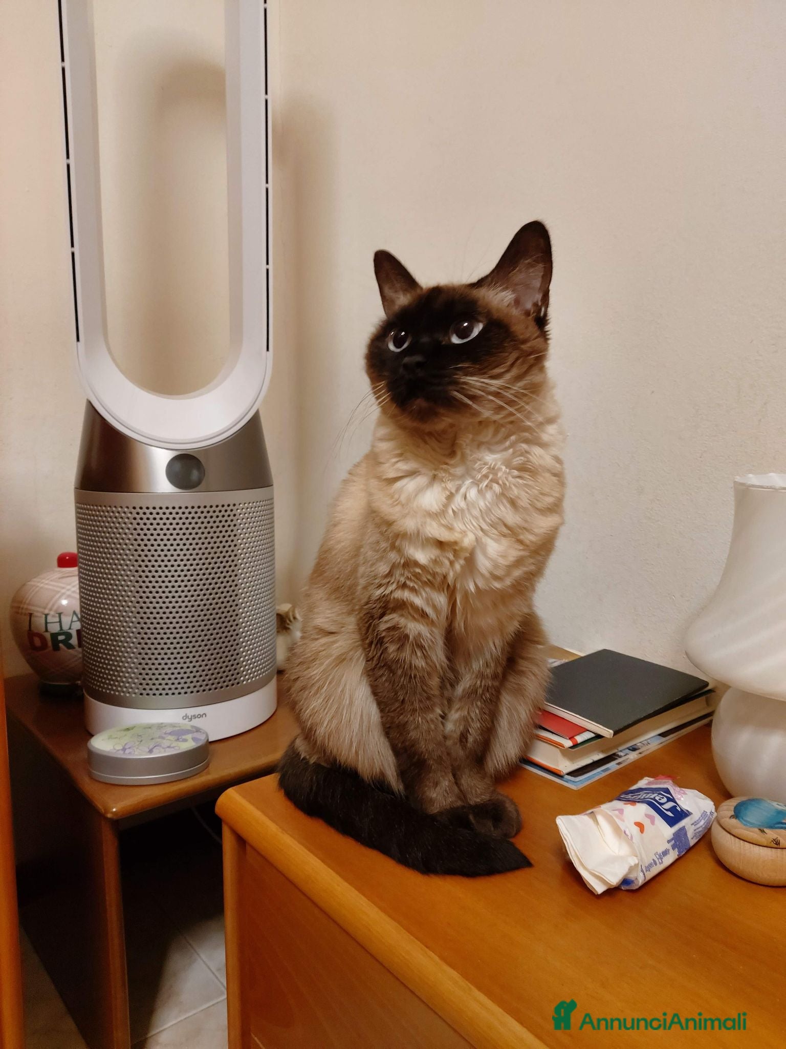 Europeo gatti Gattina cerca casa e famiglia amorevole  - Annuncio 1
