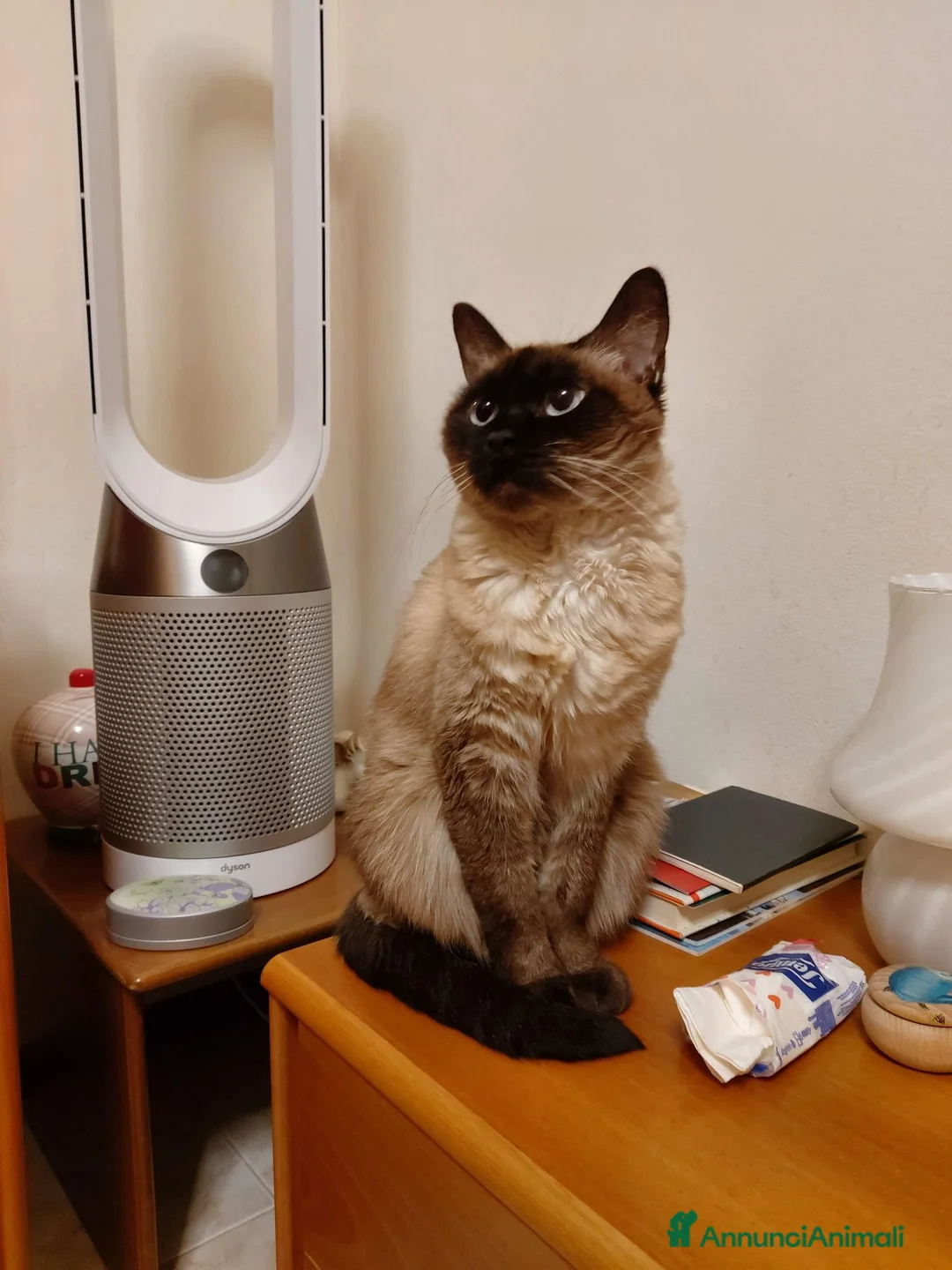 Europeo gatti in regalo: Gattina cerca casa e famiglia amorevole  a Città metropolitana di Milano - Annuncio 1