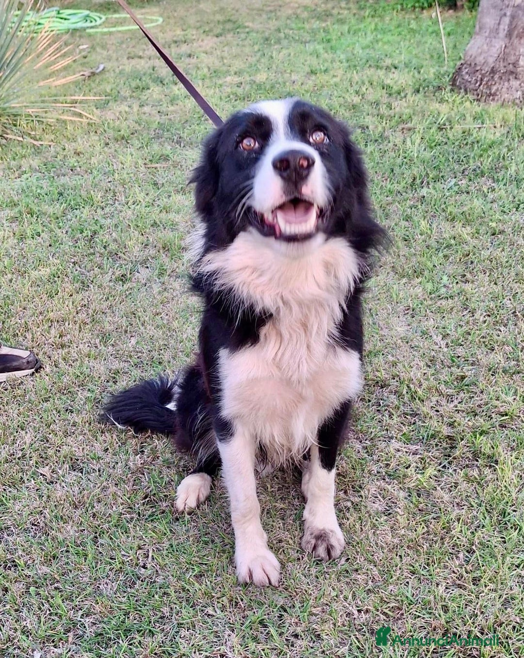 Border Collie cani in regalo: GIOTTO 💙 -abbandonato, dagli un’altra possibilità - Annuncio 8