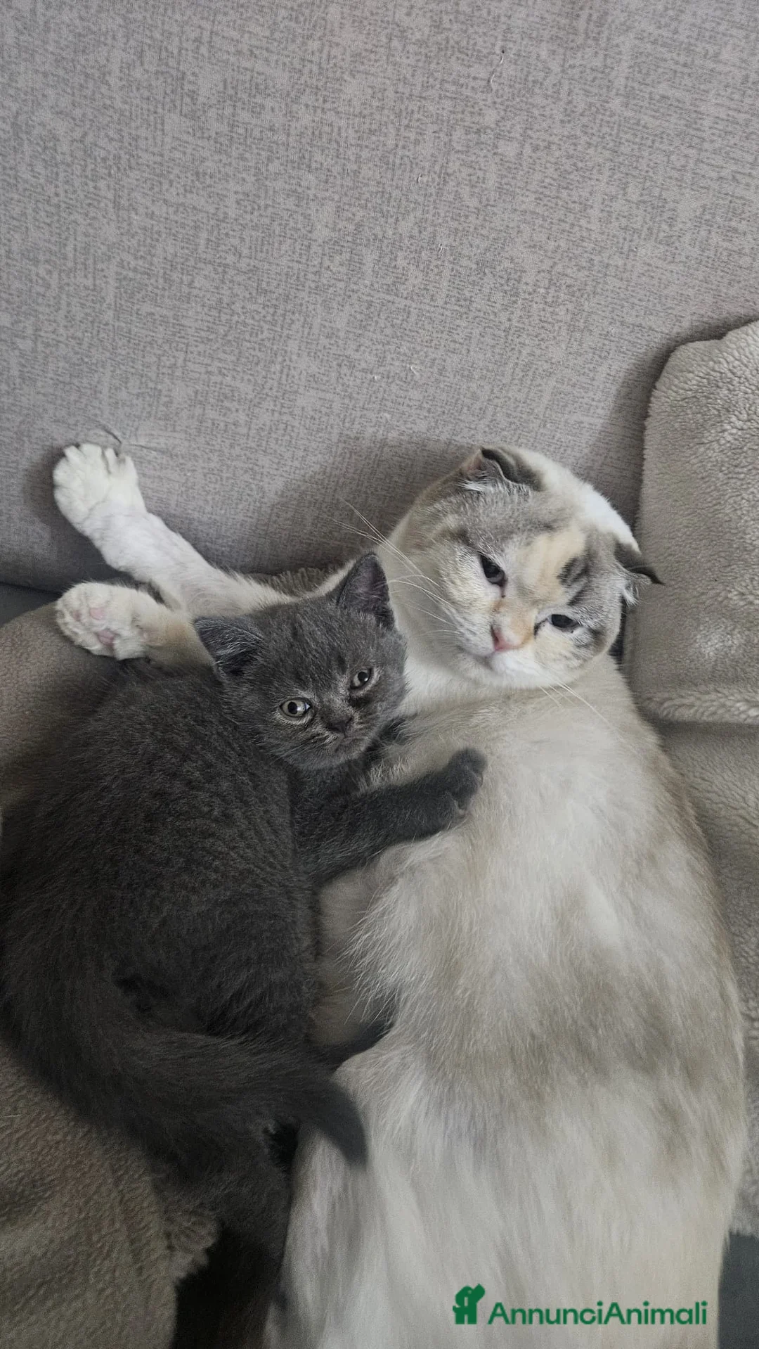 British gatti in vendita: british shorthair - Annuncio 1