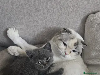 British gatti british shorthair - Annuncio 1