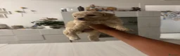 Barboncino cani in vendita: Barboncini.  - Annuncio 5