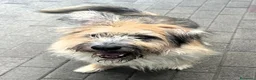 Meticcio cani in regalo: SPANK SPERA DI TROVARE UNA CASA - Annuncio 8