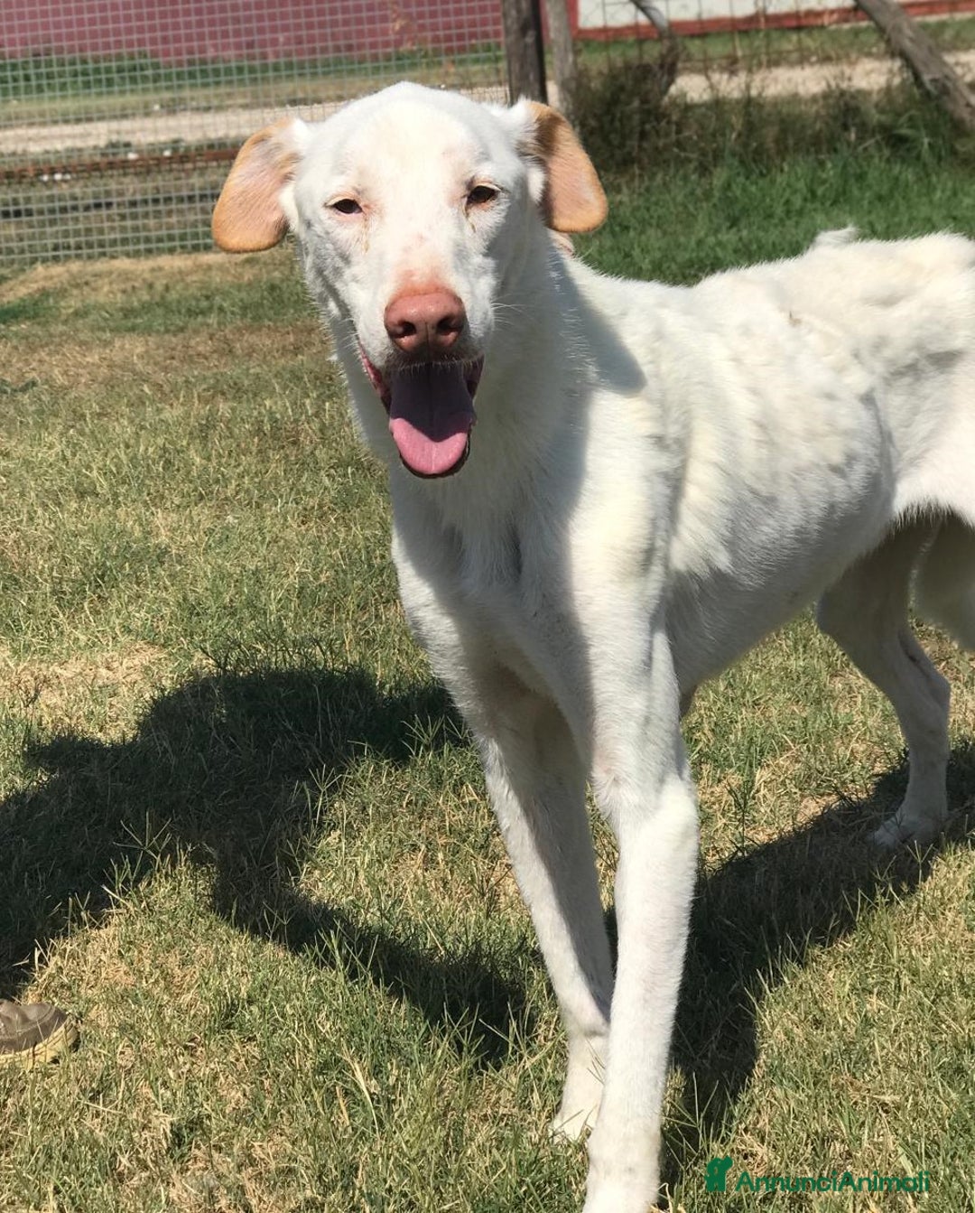 Meticcio cani in regalo: BLANKO a Provincia di Latina - Annuncio 4