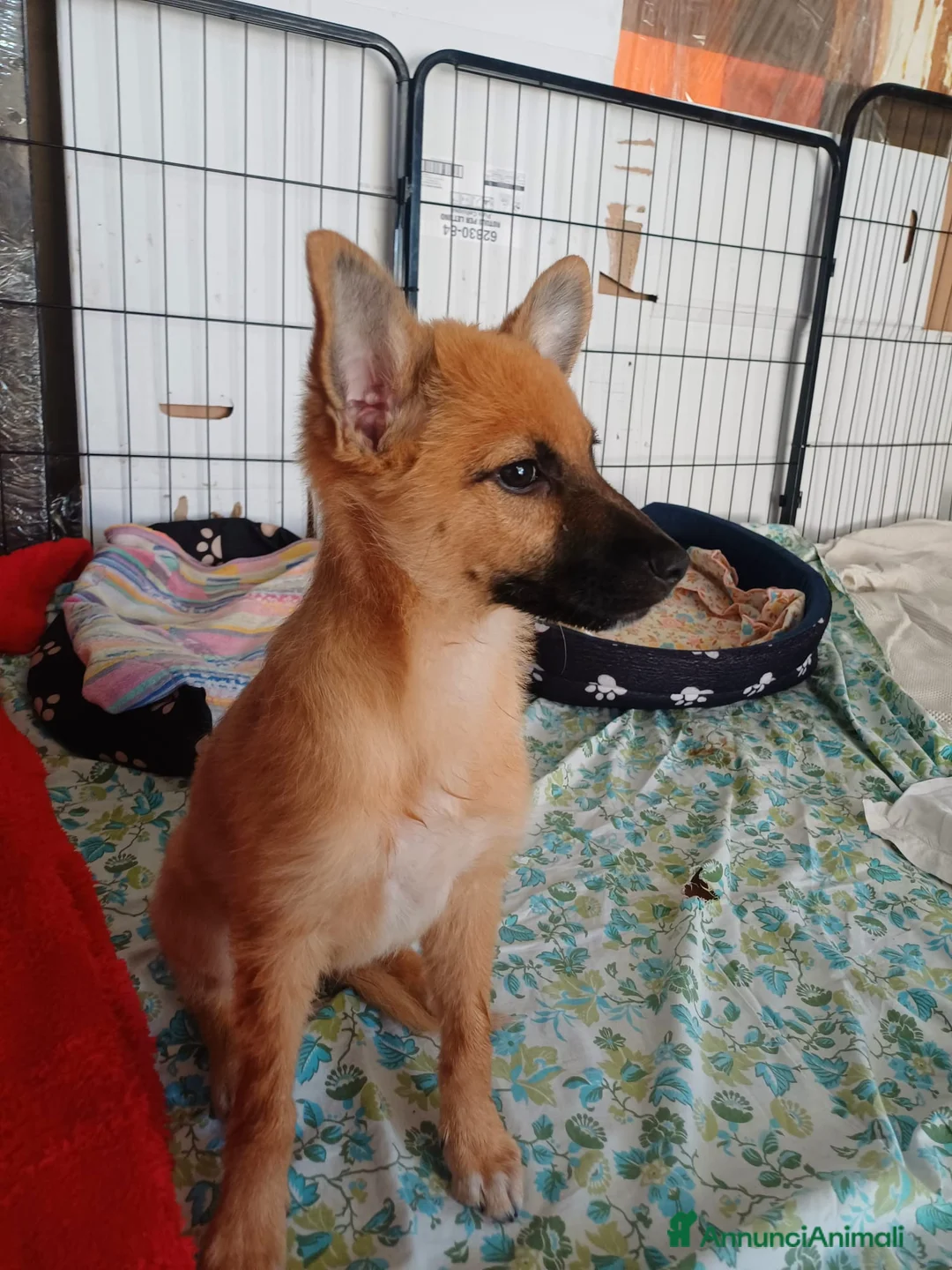 Meticcio cani in regalo: Leo, simil pastorino! (5 mesi)  - Annuncio 2