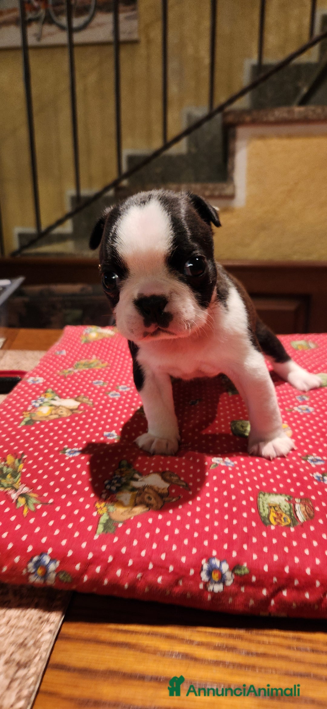 Boston Terrier cani in vendita: Cuccioli Boston Terrier a Città Metropolitana di Torino - Immagine 2