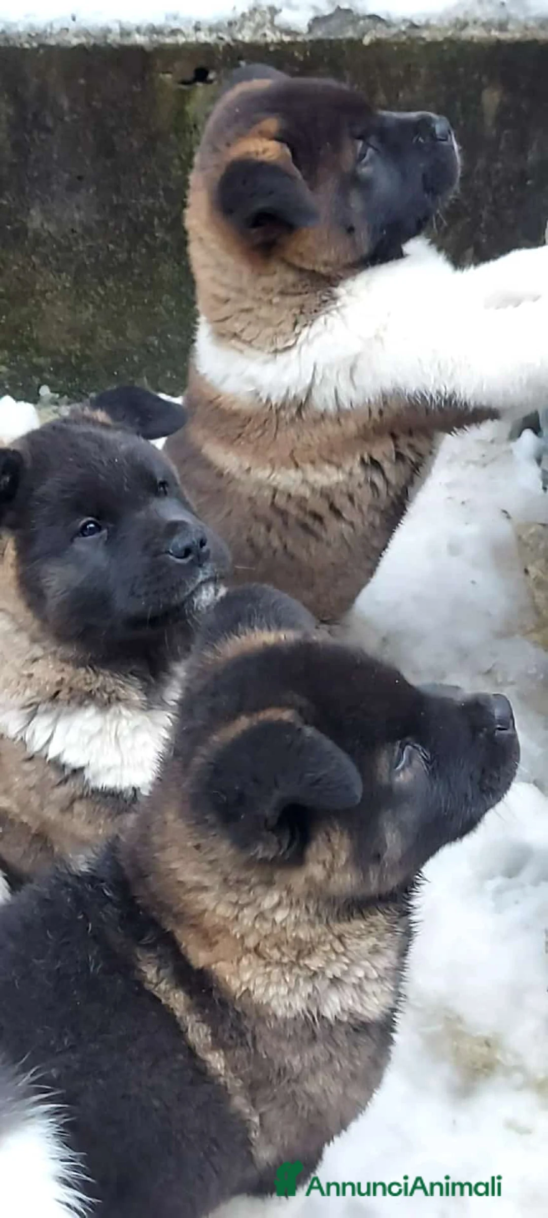 Akita Americano cani in vendita: CUCCIOLI DI AKITA AMERICANO - Annuncio 2