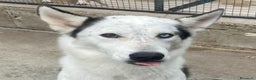 Husky cani in regalo: BLADE bellissimo incrocio HUSKY cerca adozione a Provincia di Latina - Annuncio 3