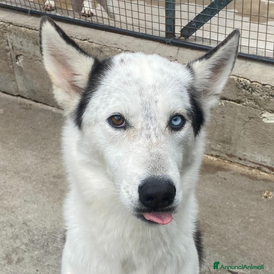 Husky cani in regalo: BLADE bellissimo incrocio HUSKY cerca adozione a Provincia di Latina - Annuncio 3