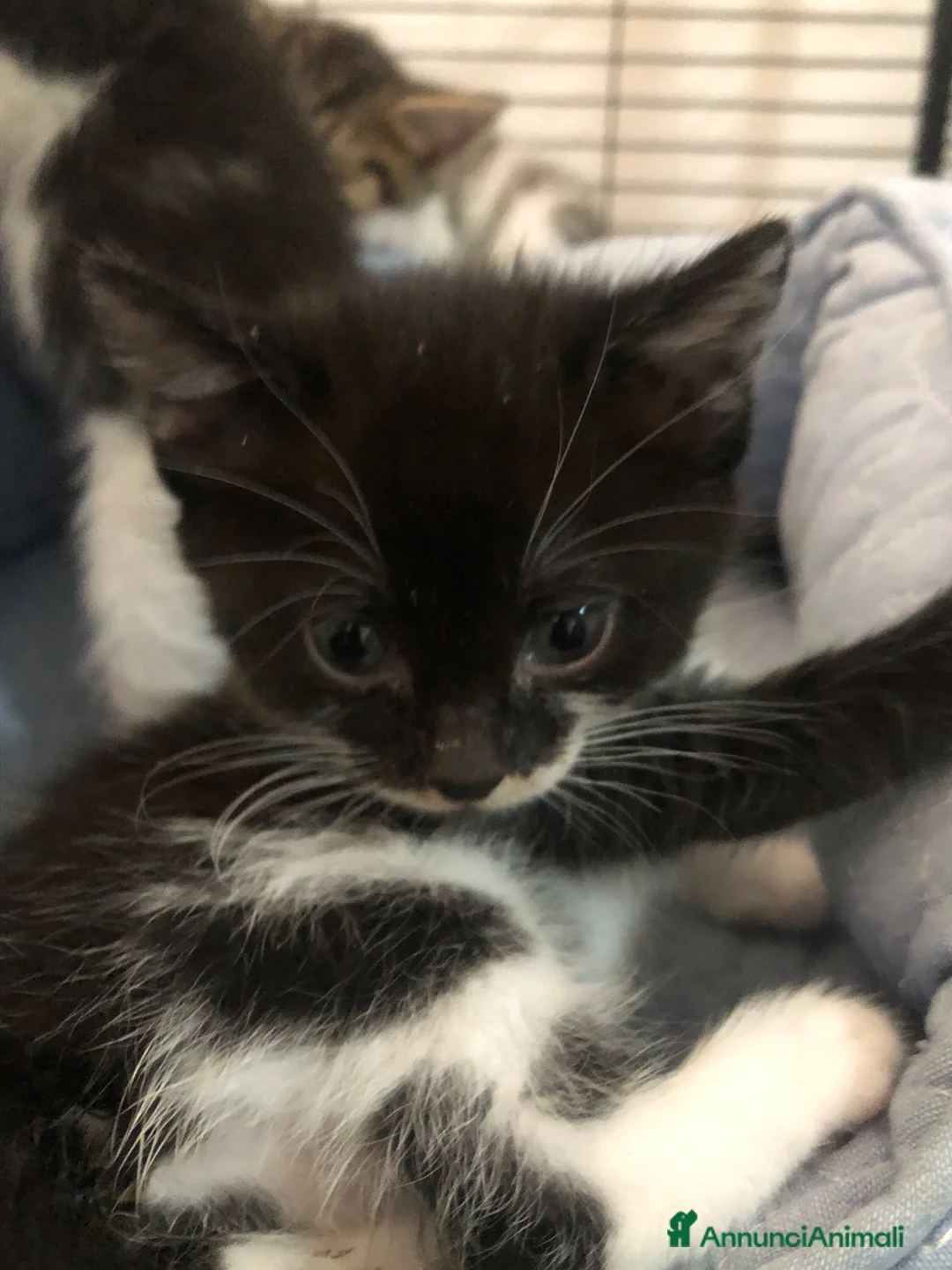 Altre razze gatti in regalo: NANA’ CERCA CASA 🏡 - Annuncio 1