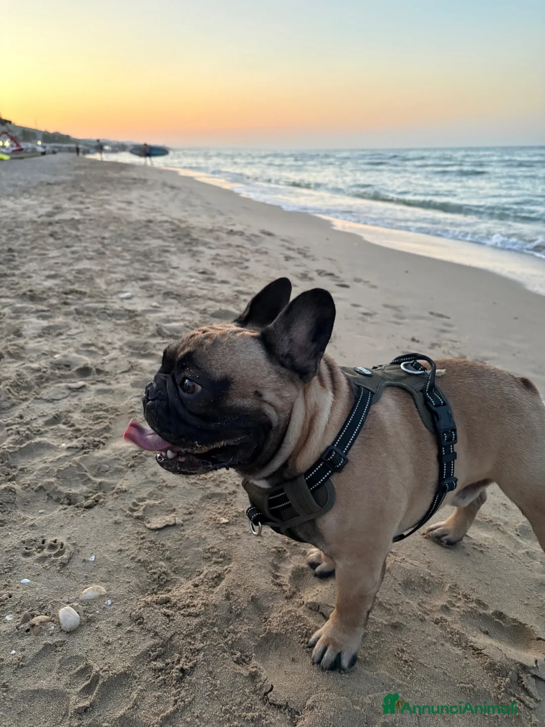 Bulldog Francese cani per accoppiamento: Bulldog Francese per monta - Annuncio 5