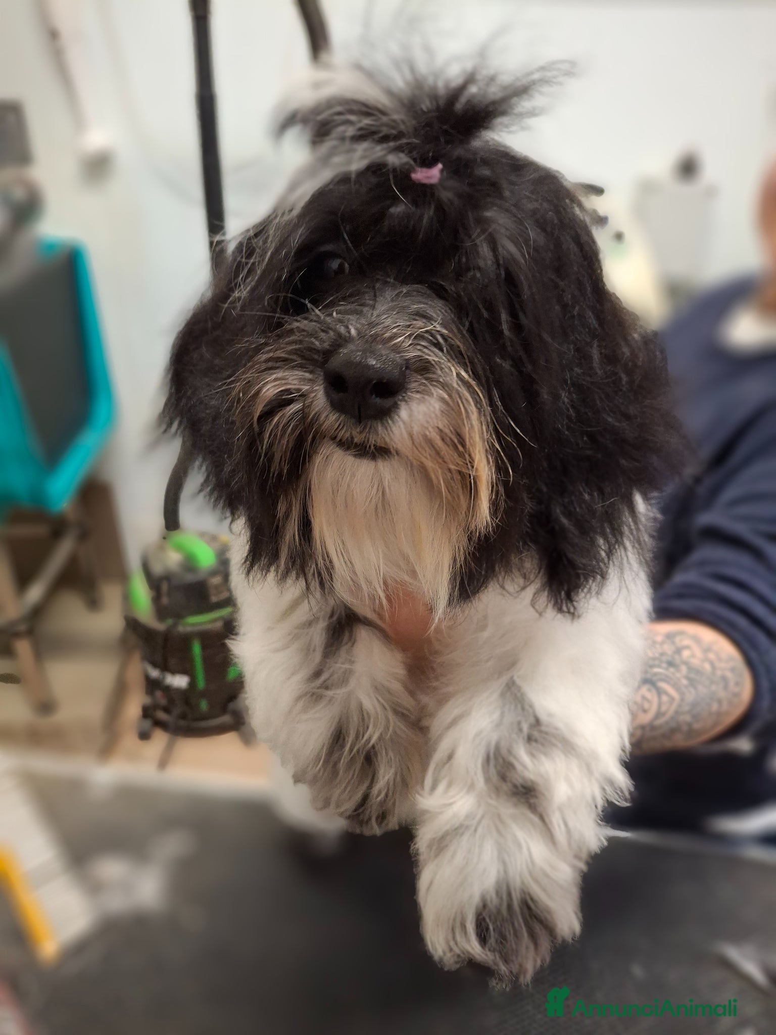 Maltipoo cani in vendita: Cuccioli Maltipoo a Città Metropolitana di Bologna - Annuncio 1