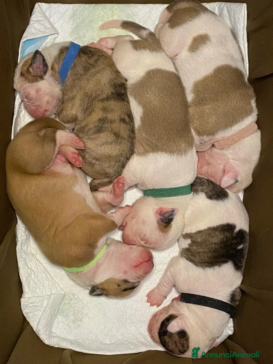 Bulldog cani in vendita: American Bulldog cuccioli - Annuncio 2